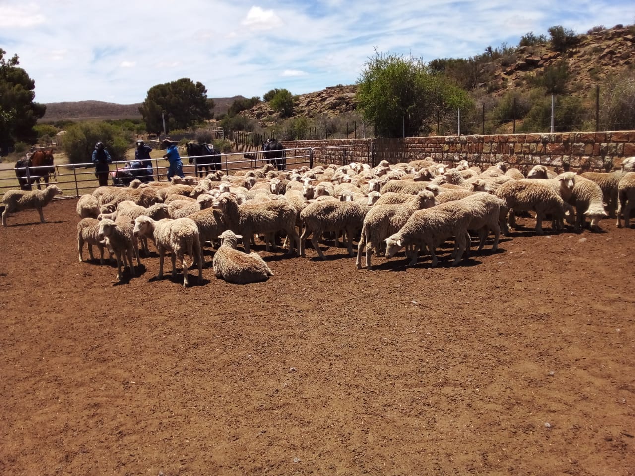 Police recover stolen livestock worth thousands in Richmond