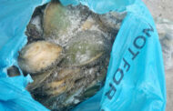 Hawks investigation secure conviction against three abalone poachers