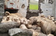 Stolen sheep recovered in Kokstad