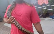 Anaconda Escapes From Enclosure: Starwood - KZN