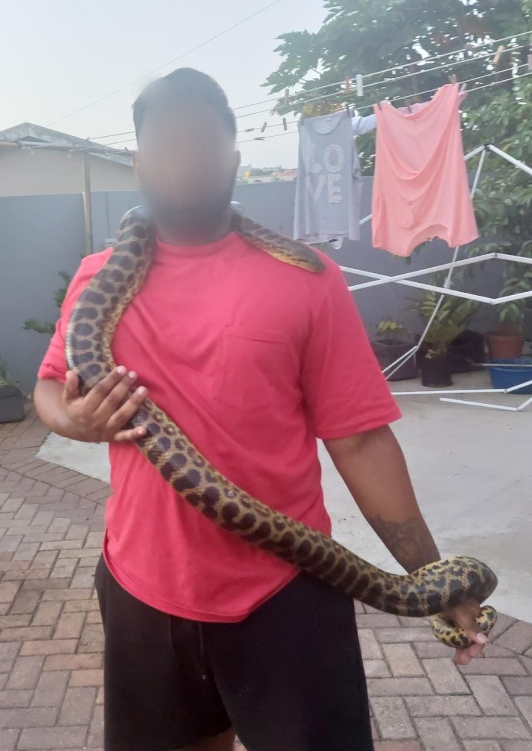 Anaconda Escapes From Enclosure: Starwood - KZN