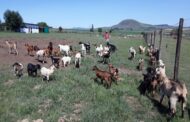 Suspects nabbed with stolen goats
