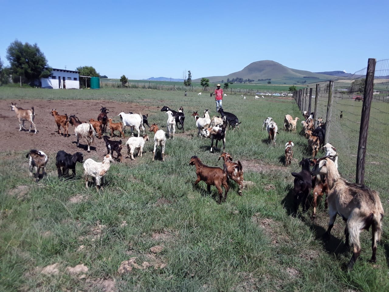 Suspects nabbed with stolen goats