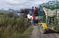 Three suspects appear in court after police recover 15 stolen cattle