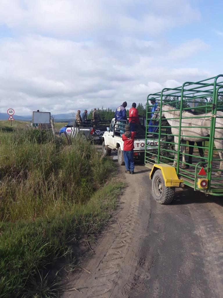 Three suspects appear in court after police recover 15 stolen cattle