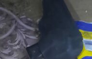 Unlicensed firearm recovered in Mlungisi, Komani