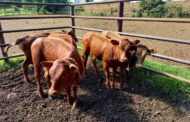 Stolen calves found hidden at a farm in Dannhauser