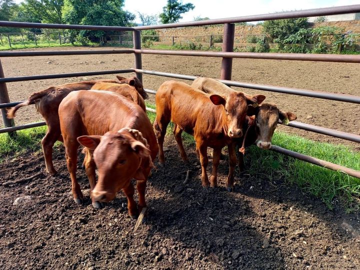 Stolen calves found hidden at a farm in Dannhauser
