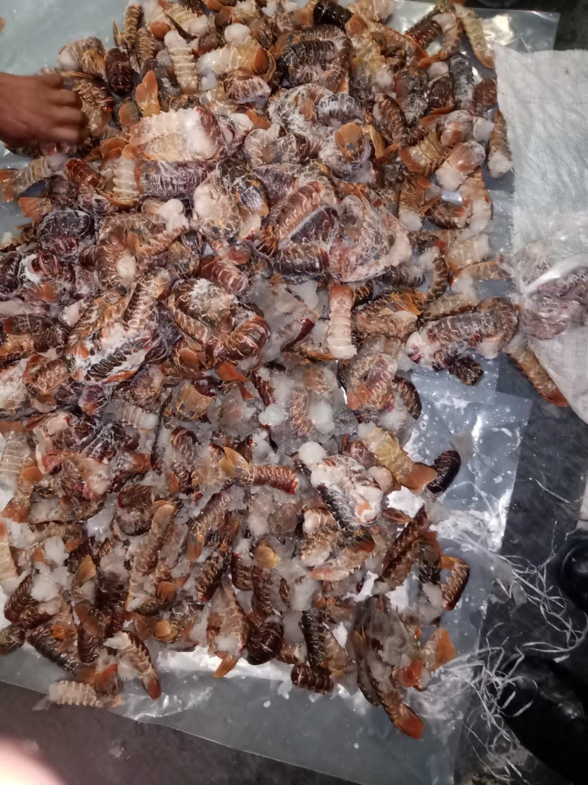 Crayfish poacher due in court, two more for robbery