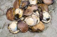 Suspected abalone poacher to appear in Plett Court