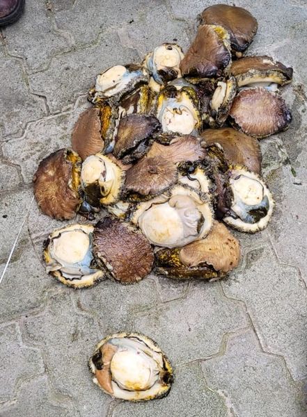Suspected abalone poacher to appear in Plett Court