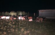 Livestock recovered during an operation by Amajuba Anti-Stock Theft Unit