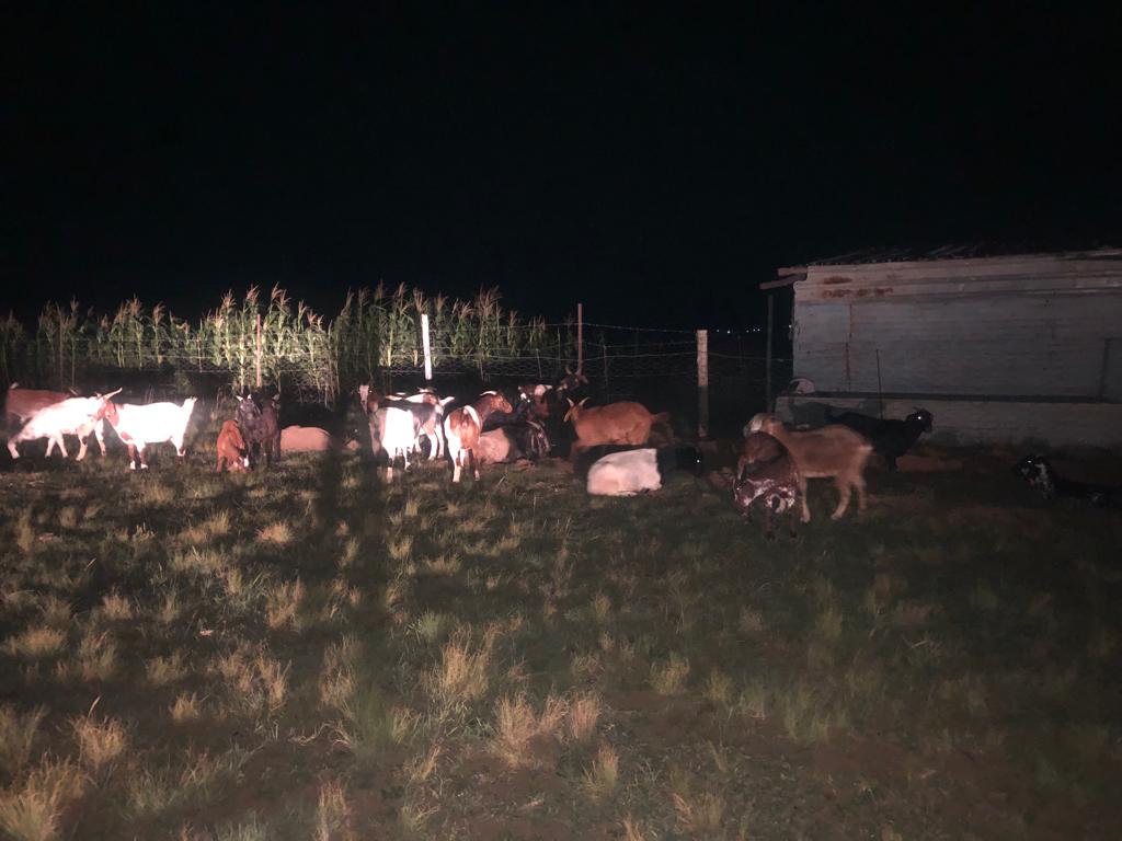 Livestock recovered during an operation by Amajuba Anti-Stock Theft Unit