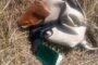 Suspected succulent plant poachers caught in the act