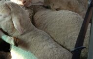 Suspects arrested for stock theft at Ventersburg