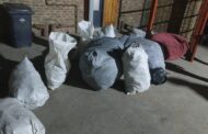 Upington man arrested for illegal possession of protected plants