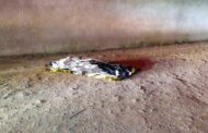 Murder victim robbed of shoes in Cottonlands