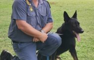 Uitenhage K9 Razor apprehends burglary suspect