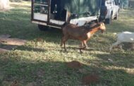 Four suspects, arrested for stock theft and contravention of the Immigration Act, appeared in court
