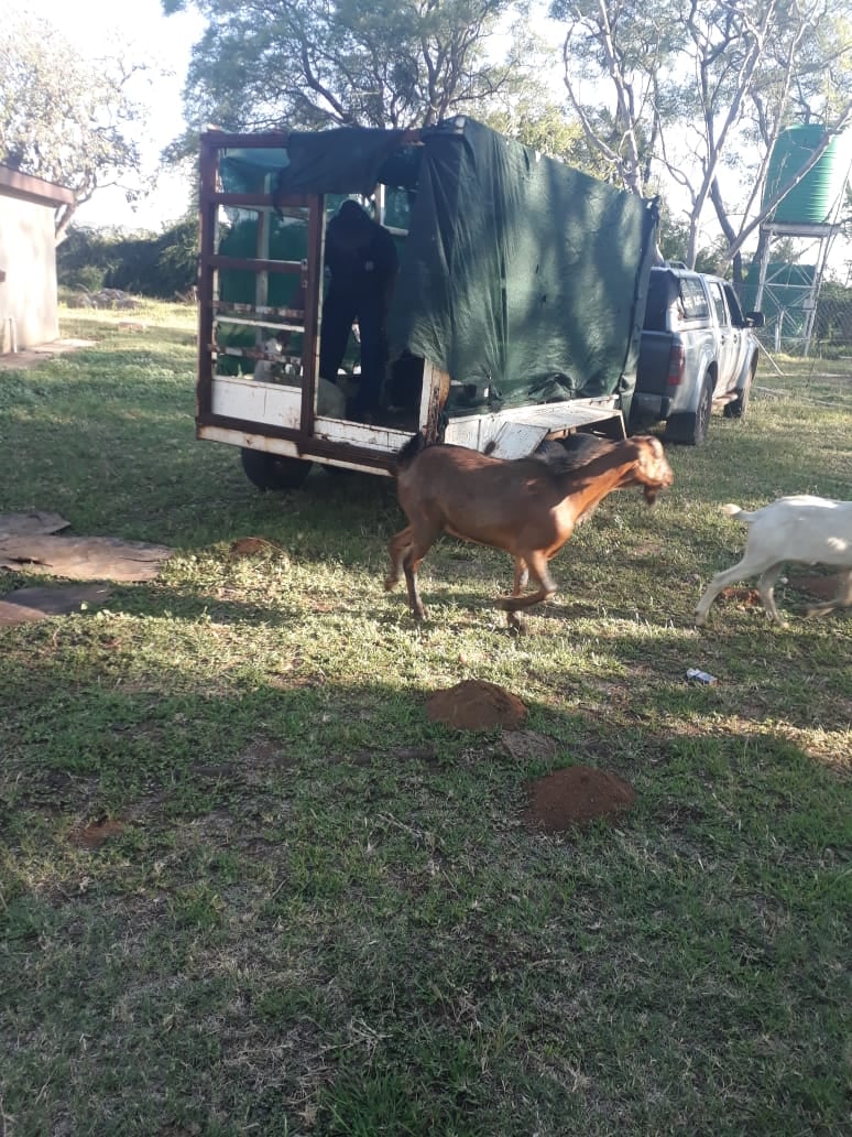 Four Suspects, Arrested For Stock Theft And Contravention Of The ...