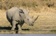 Mpumalanga Provincial Commisioner welcomes sentence handed down to two rhino poachers