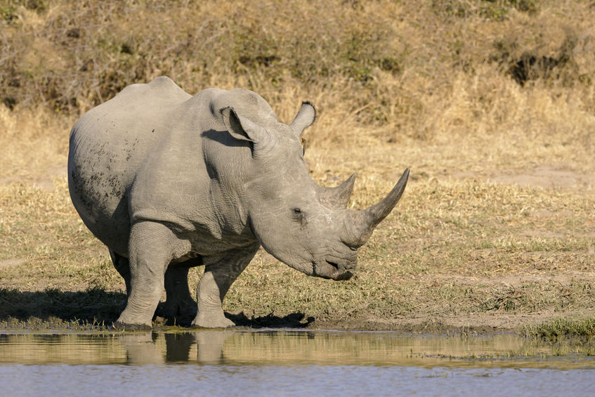 Mpumalanga Provincial Commisioner welcomes sentence handed down to two rhino poachers