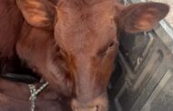 Trio arrested for Stock Theft