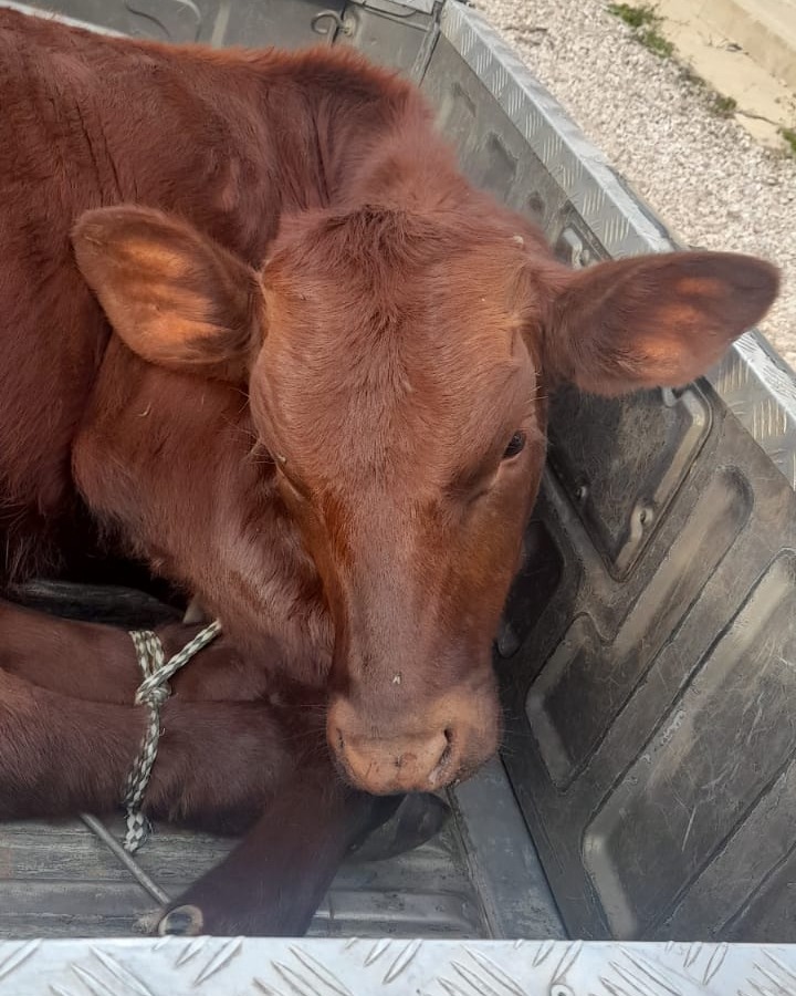 Trio arrested for Stock Theft