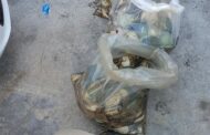 Fish Hoek SAPS members arrest suspect for illegal possession of abalone