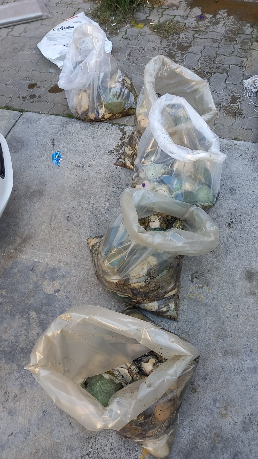 Fish Hoek SAPS members arrest suspect for illegal possession of abalone