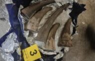 SARS Customs intercepts rhino horn at OR Tambo