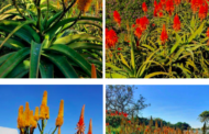 Aloes welcome sardines for a mid-South Coast winter spectacle