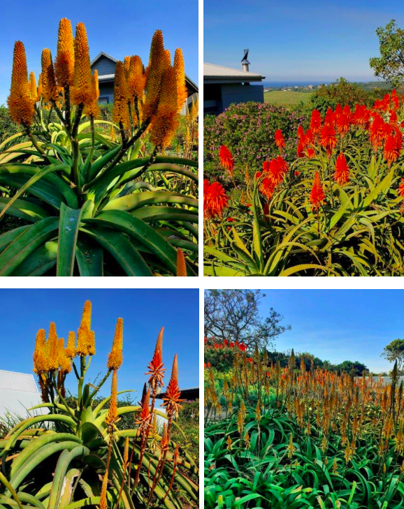 Aloes welcome sardines for a mid-South Coast winter spectacle