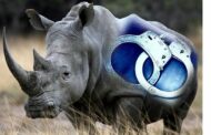 Suspected rhino poacher arrested in the Gravellotte area outside Phalaborwa