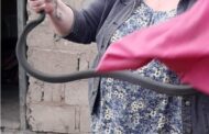 Black mamba removed from a home in Emona