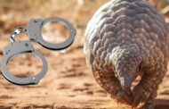 Three to appear in court for dealing in Pangolin