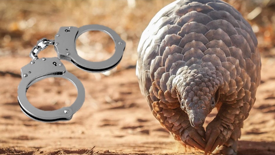 Three to appear in court for dealing in Pangolin