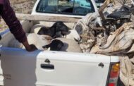 Suspect arrested for stock theft on the R357