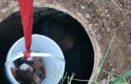 Puppies rescued from a drain in Riverview