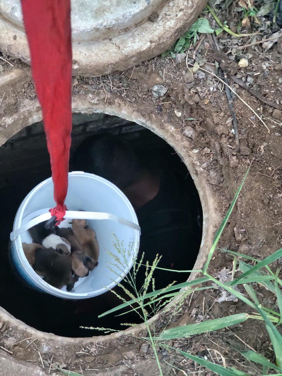 Puppies rescued from a drain in Riverview