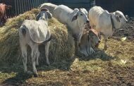 Police in Sedibeng District arrested three suspects in Ennerdale for stock theft