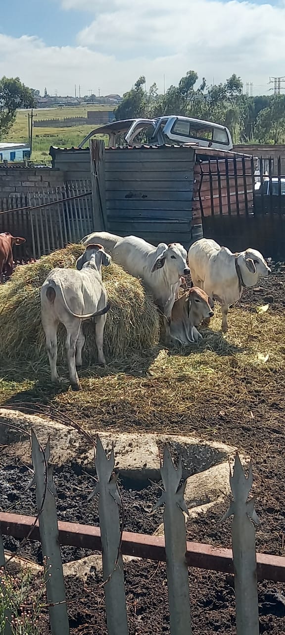 Police in Sedibeng District arrested three suspects in Ennerdale for stock theft