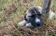 Police seek assistance in tracing stolen sheep and pups