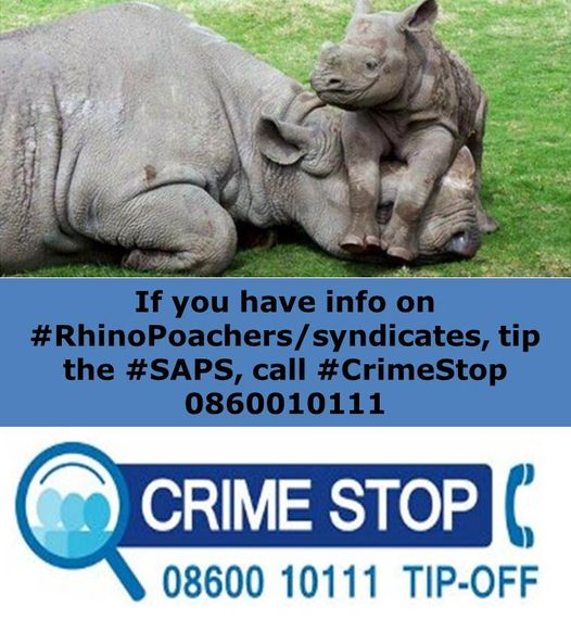 Female accused sentenced for rhino poaching after her co-accused were sentenced in 2021