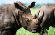 Hefty sentence handed down to three rhino poachers