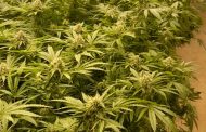Trio nabbed for drug related offences