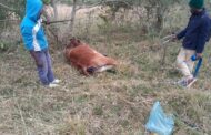 Man robbed by good samaritans while delivering a calf in Canelands
