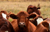 Multiple people were arrested for stock theft in the OR Tambo District