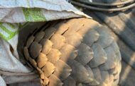 Three arrested for the illegal possession of a pangolin in Bochum