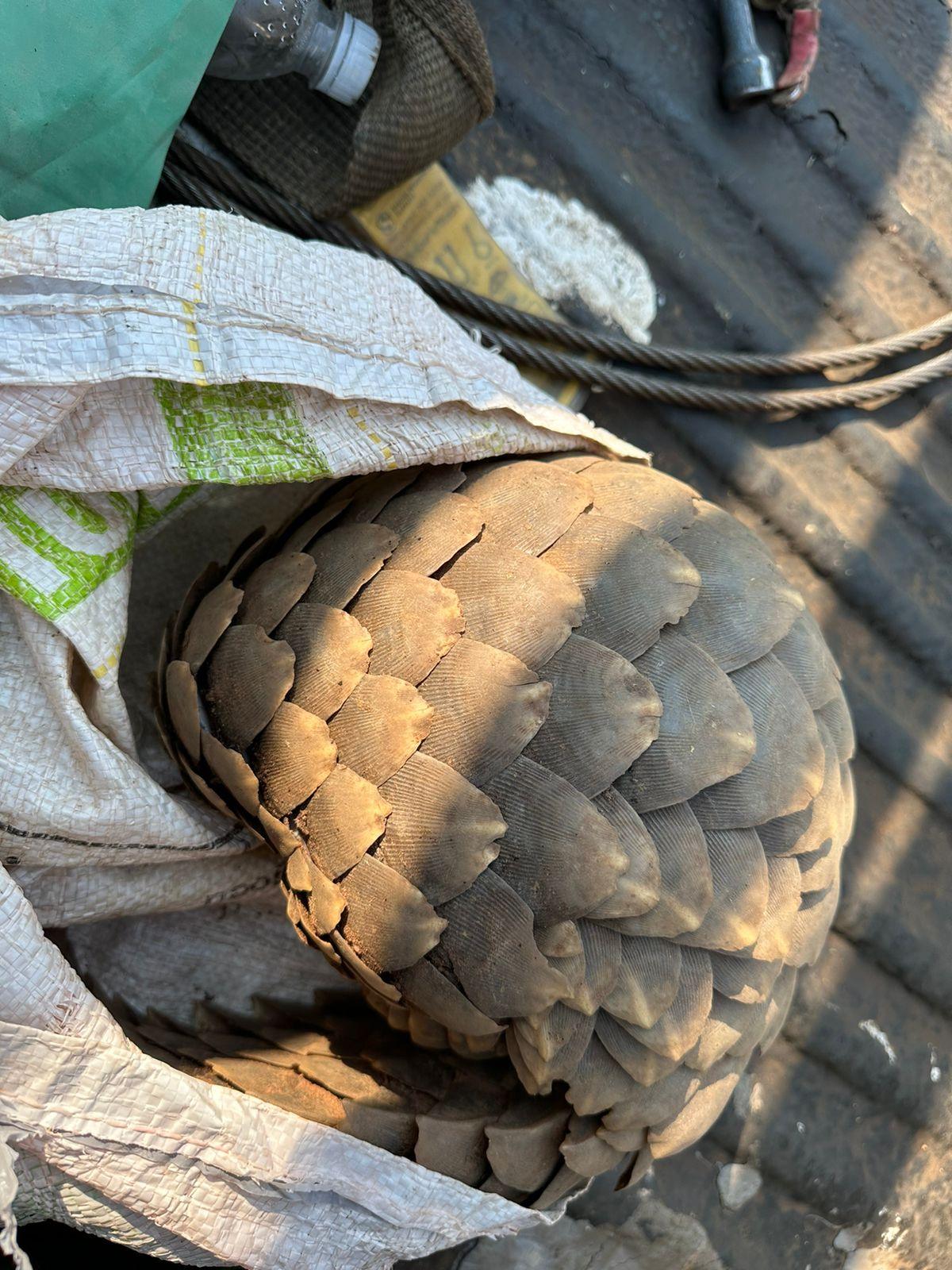 Three arrested for the illegal possession of a pangolin in Bochum